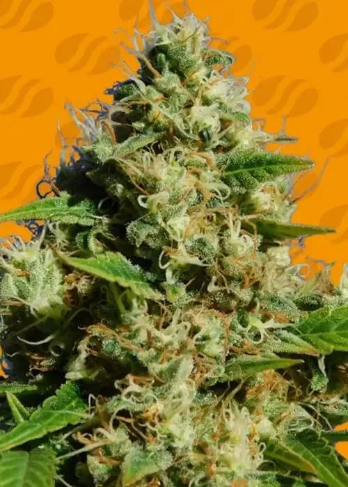 banana sherbet