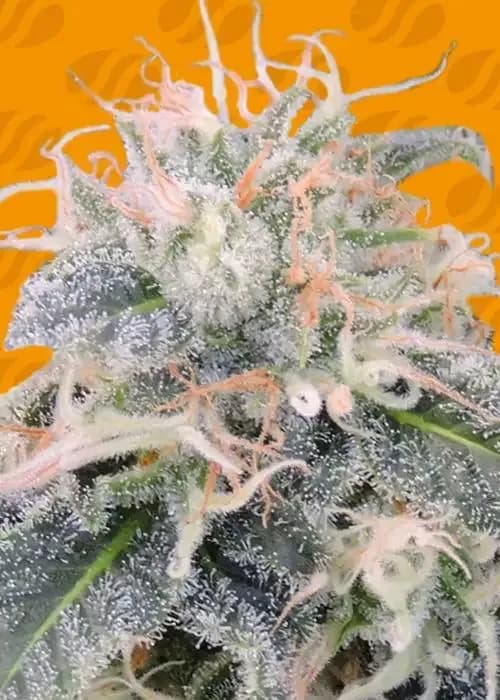 black ghost og