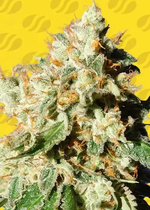 blueberry cookies auto