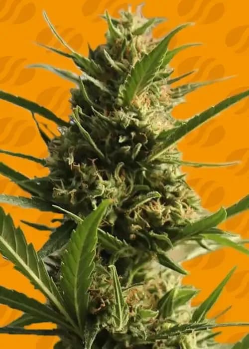 cannaboom cbd+