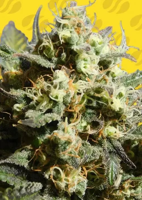cherry alien auto
