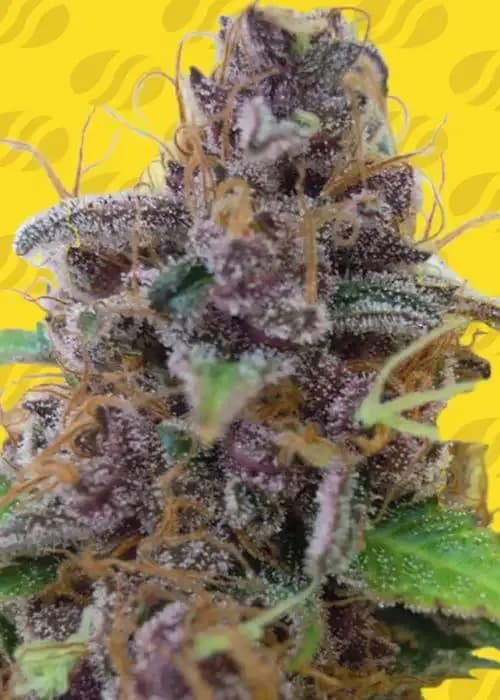 gelato