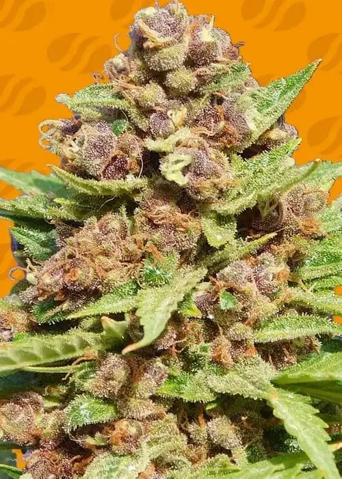 purple punch cookies