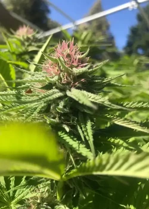 Papaya Punch cannabis strain - Hybrid