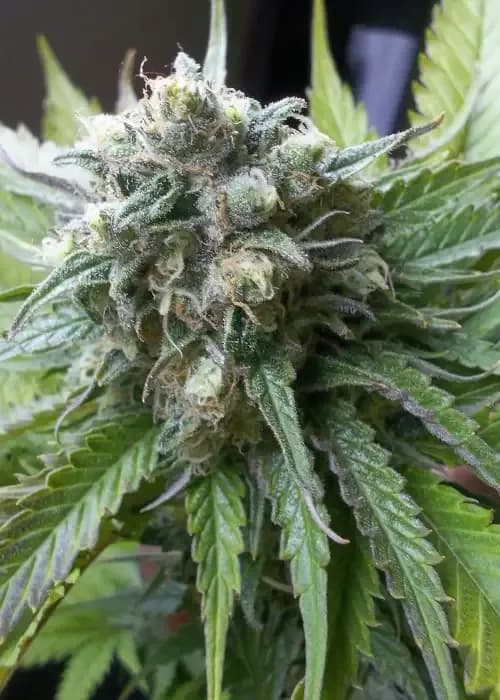 atomical haze