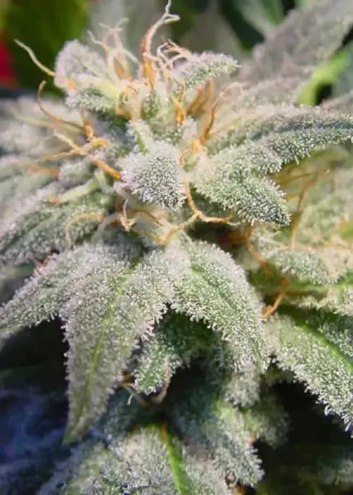 magic bud