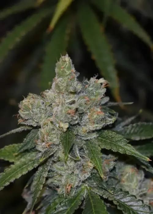 gorilla glue auto
