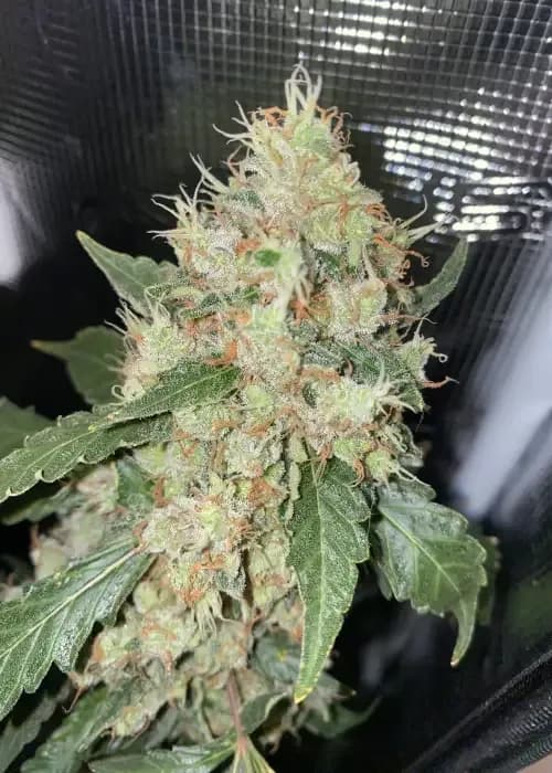 mimosa x white widow