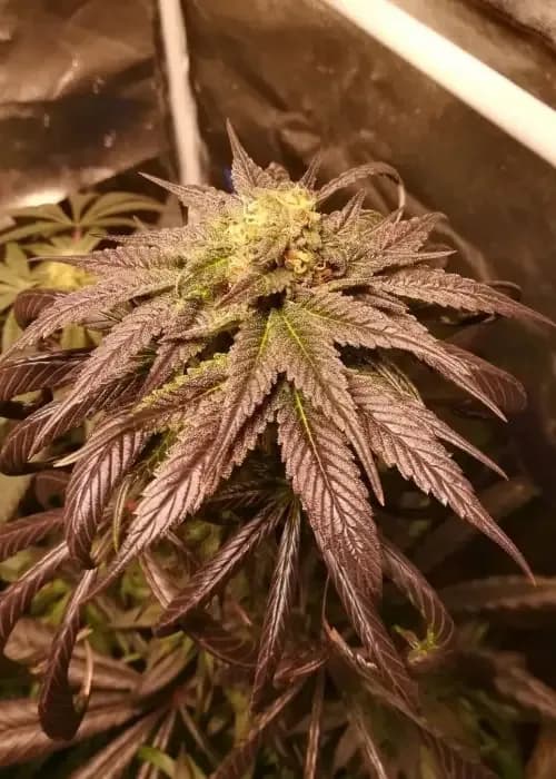 wifi x purple punch