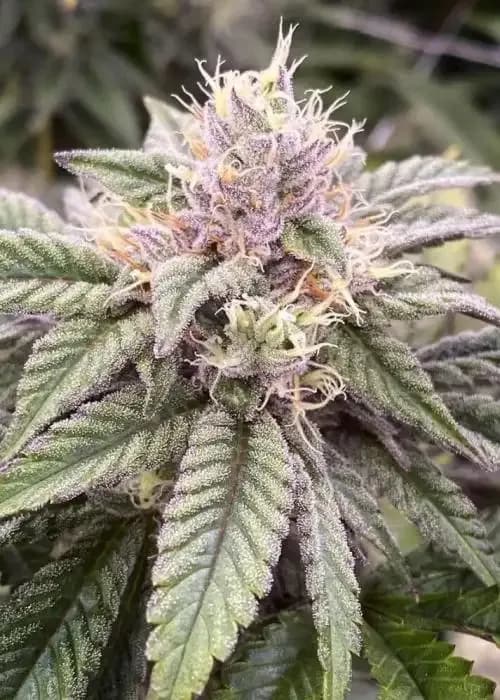 Ze Chem