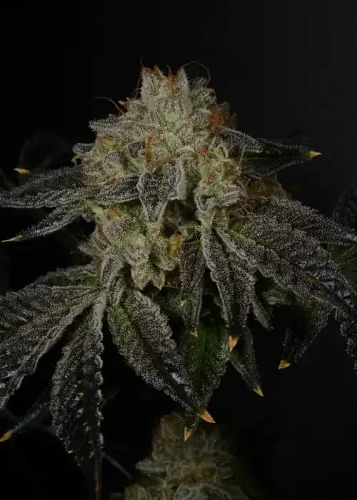 Fruity Pebbles Og
