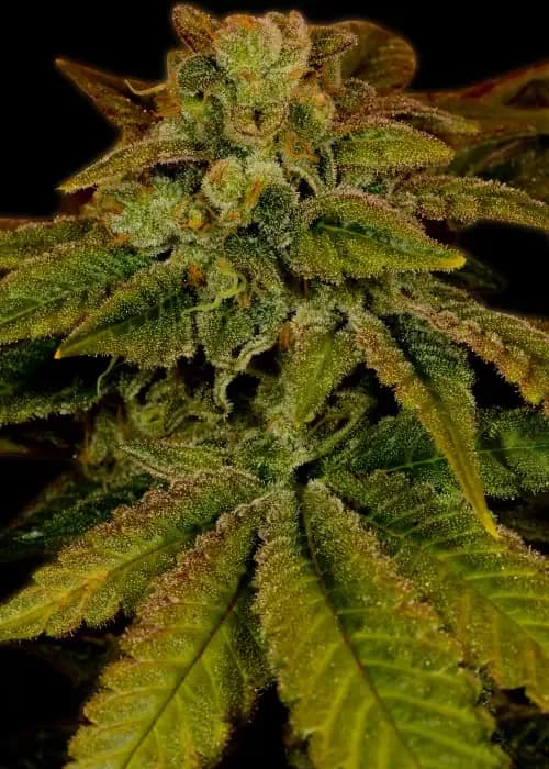 Hawaiian Punch