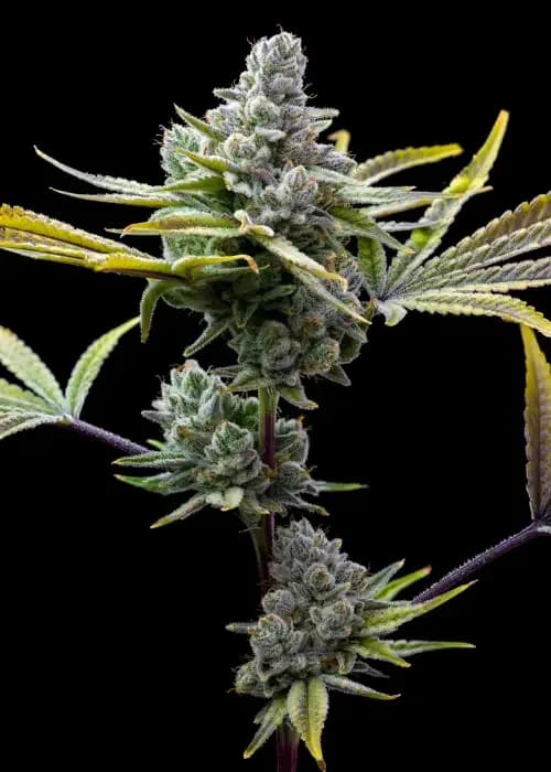 Mexican Red Hair Auto