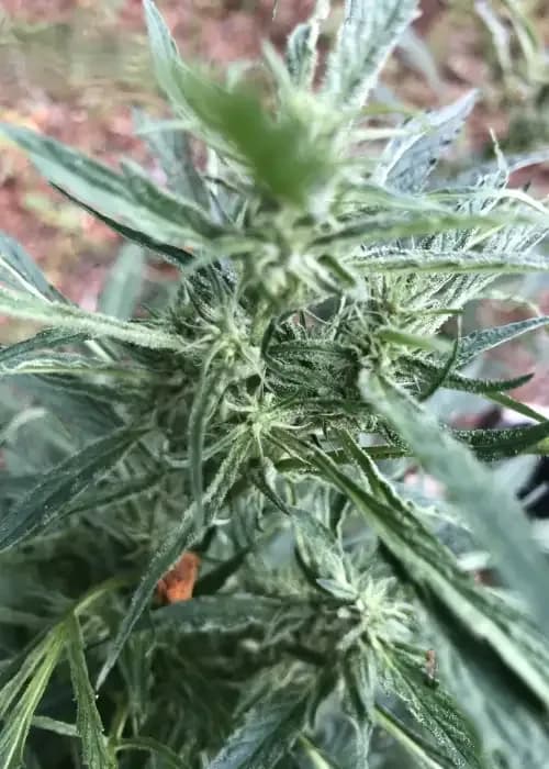 purple banana cookies