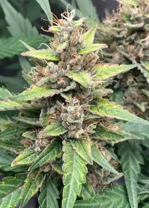 Apple Runtz Cake Auto