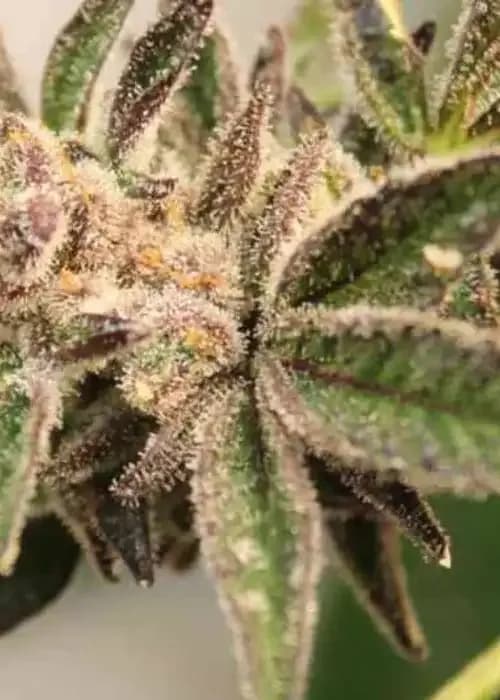chocolate og