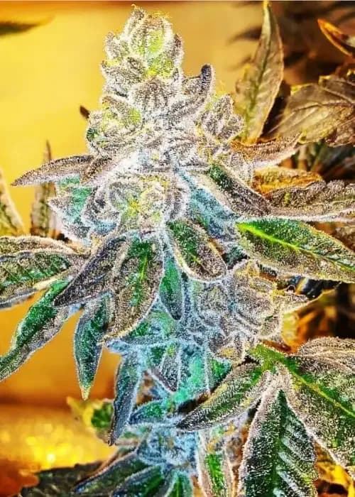 Orange Kush
