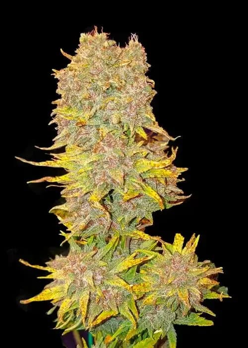 Purple Cookies Xl Auto