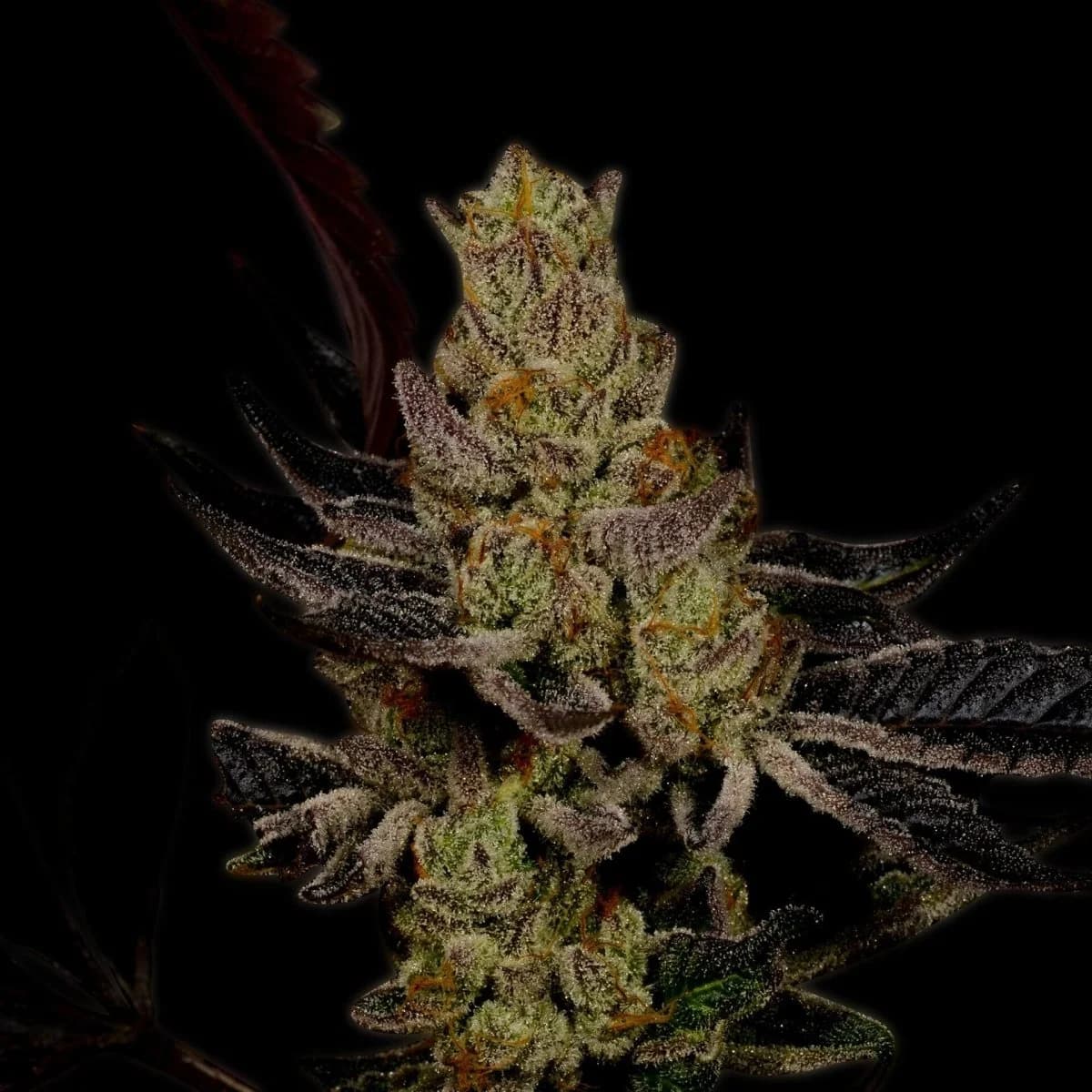 purple haze