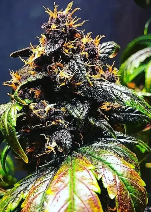 purple punch auto