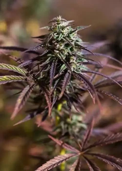 Purple Sour Diesel
