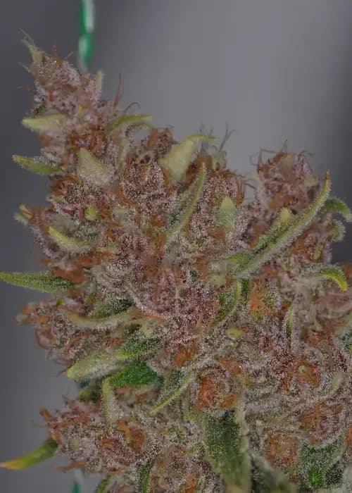 Purple Wookie V2