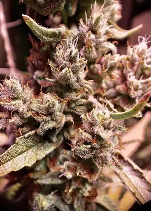 Bruce Banner Fast Version