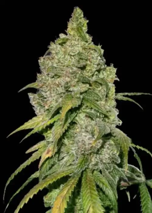 Bubble OG