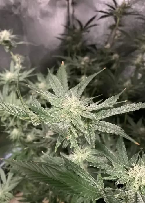 Bubblegum