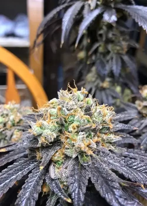 Candy Kush