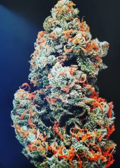 CBD Jack Herer
