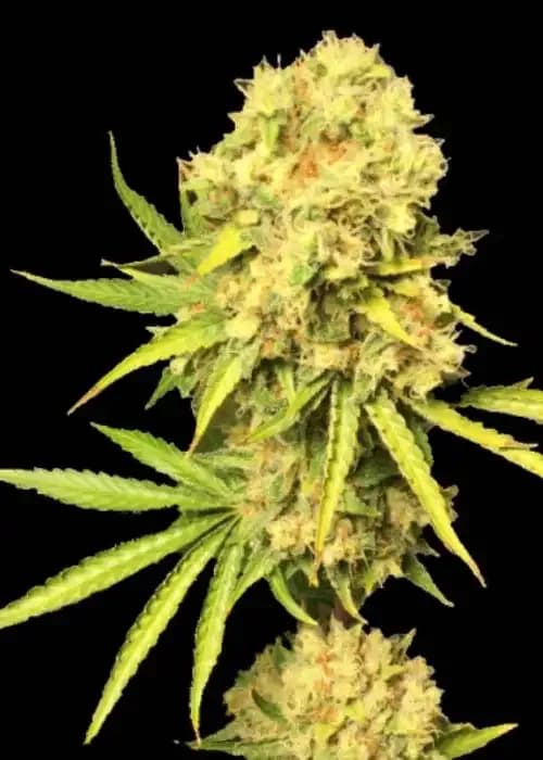Gold Sativa