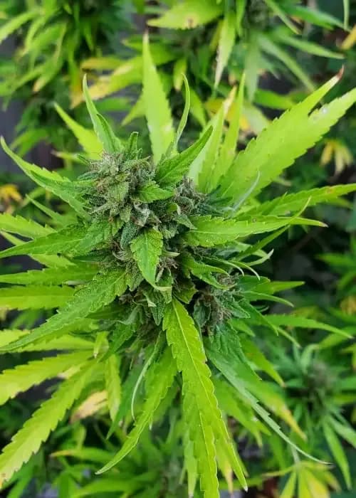 Granddaddy Purple