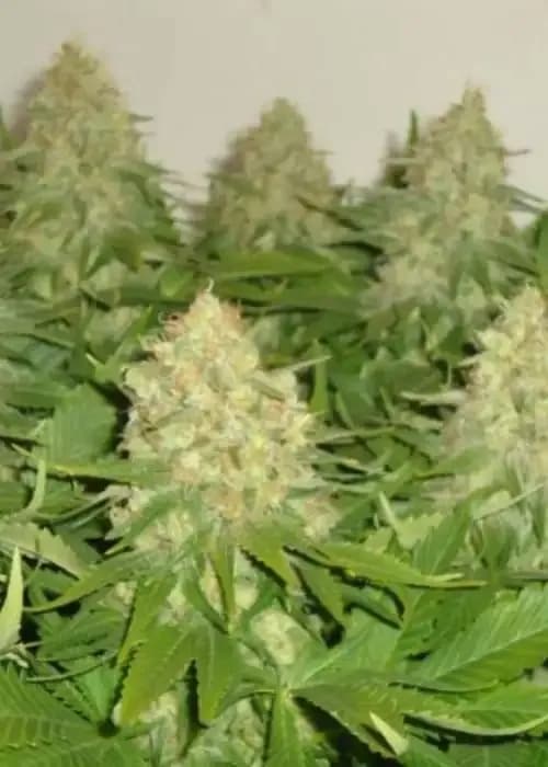 Haze Berry