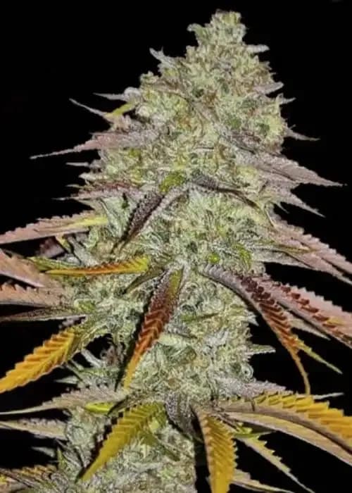 Lemon OG Kush
