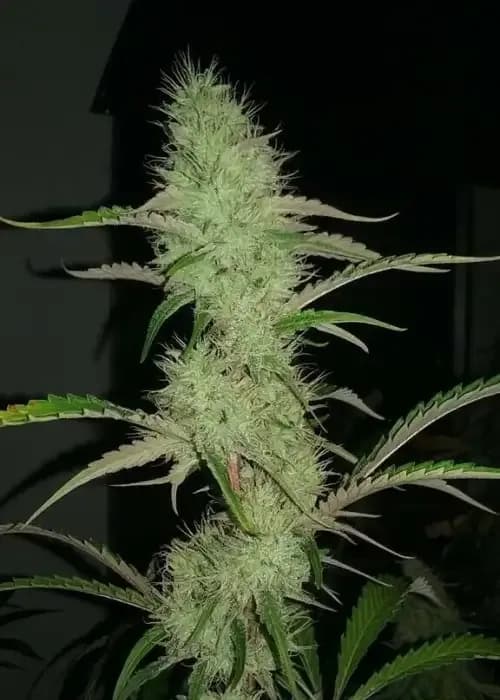 Quebec CBD 20-1