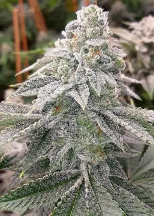 Frozen Paloma