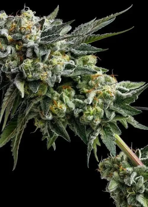 strawberry pie