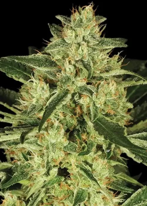tora bora
