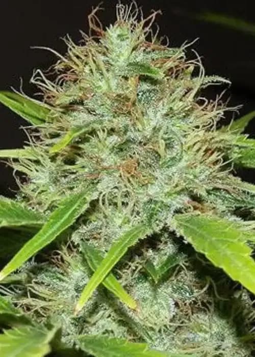 Rs11 cannabis strain - Hybrid