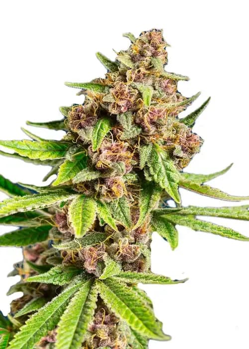 CBD Strawberry