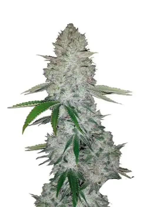 Gorilla Glue
