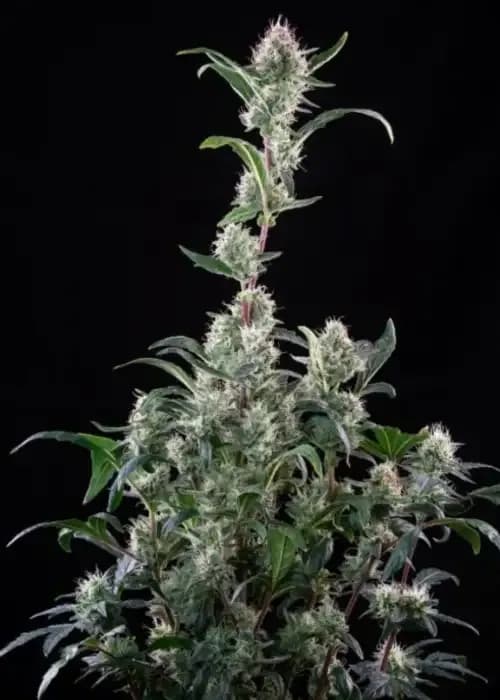 Alaskan Bananaberry Auto