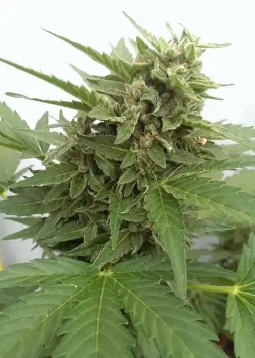 auto critical ogre 'big 'n fast'