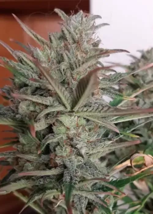 auto lemon