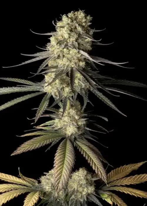 cream & cheese cbd 1:1