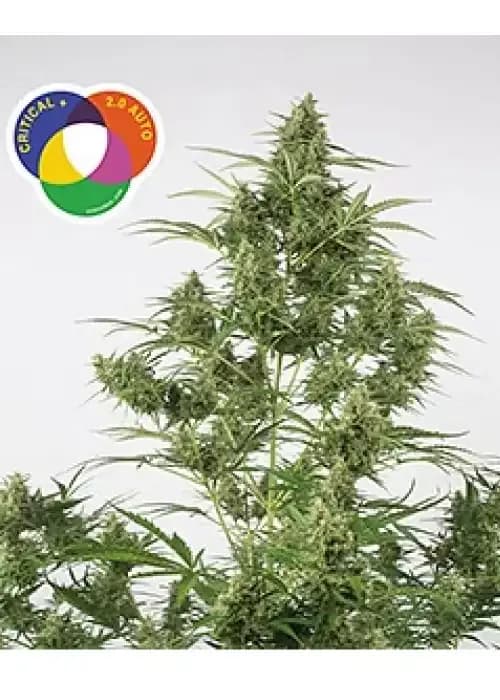 Critical+ 2.0 Auto Ltd. Edition