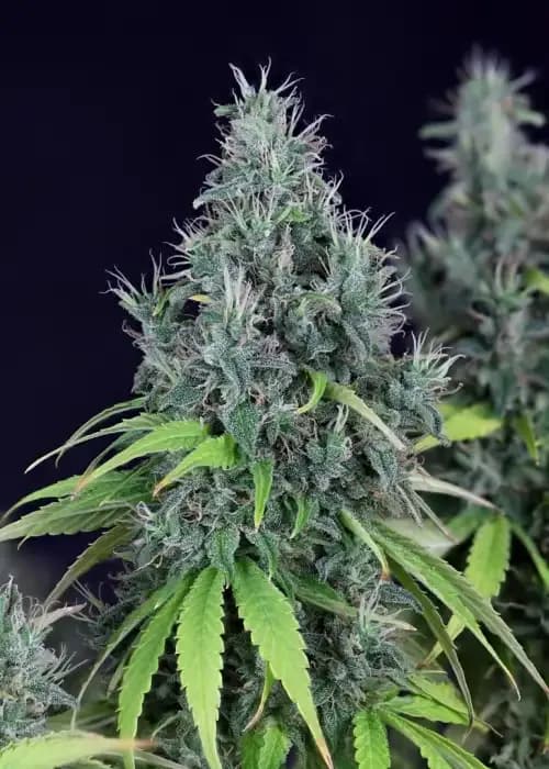 doctor seedsman cbd 30:1
