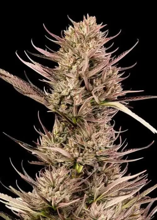 Garlic Muffin F1 Auto