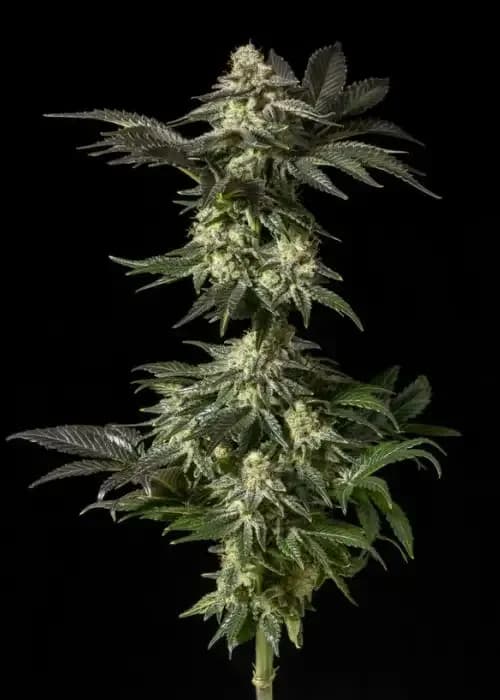 jack herer fast